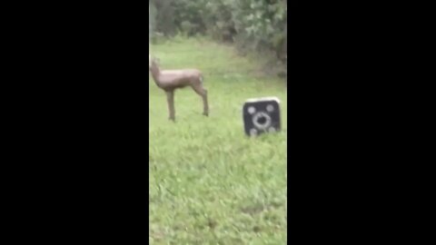 Deer Practice Shot