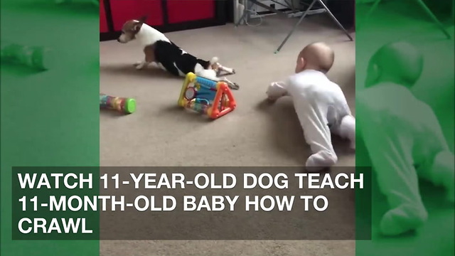 Watch 11-Year-Old Dog Teach 11-Month-Old Baby How to Crawl