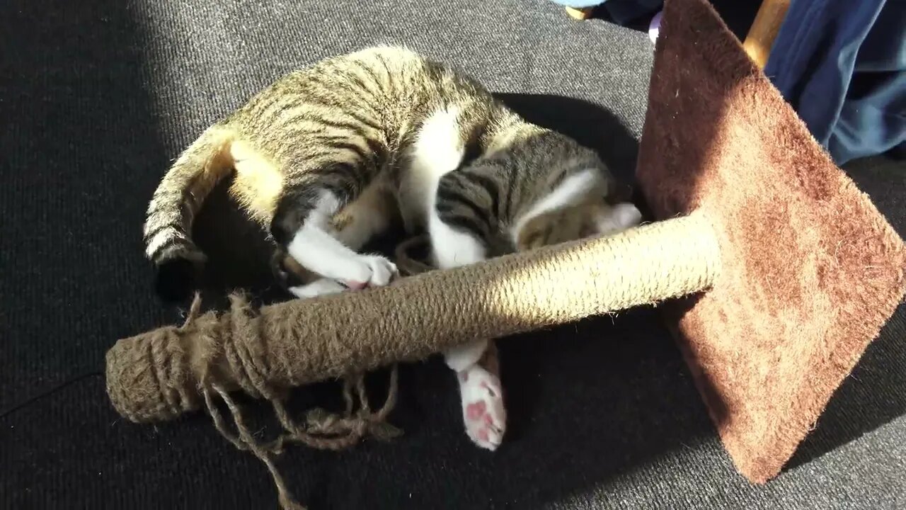 Funny Cat Plays with His Scratching Pole