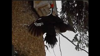 Pileated Woodpecker Savagely devouring brains!