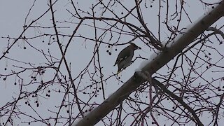 Bohemian waxwing