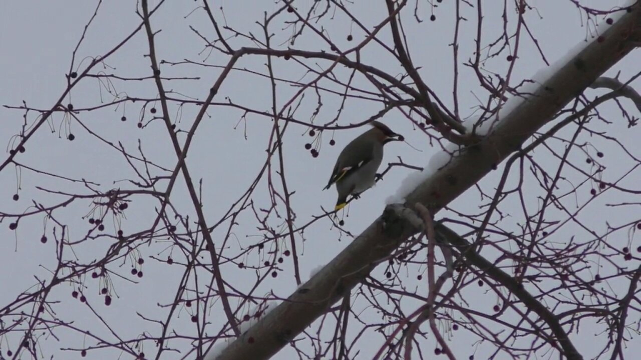 Bohemian waxwing