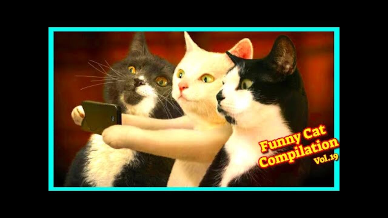 Funny Cats Compilation Vol.19 😻#Catfunnyvideos 🐱 Funniest Cats