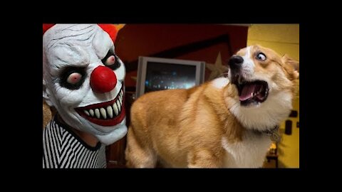 FUNNY Dogs Scared of Halloween Compilation ★