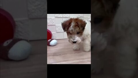 Funniest Cat and Dog Videos Compilation