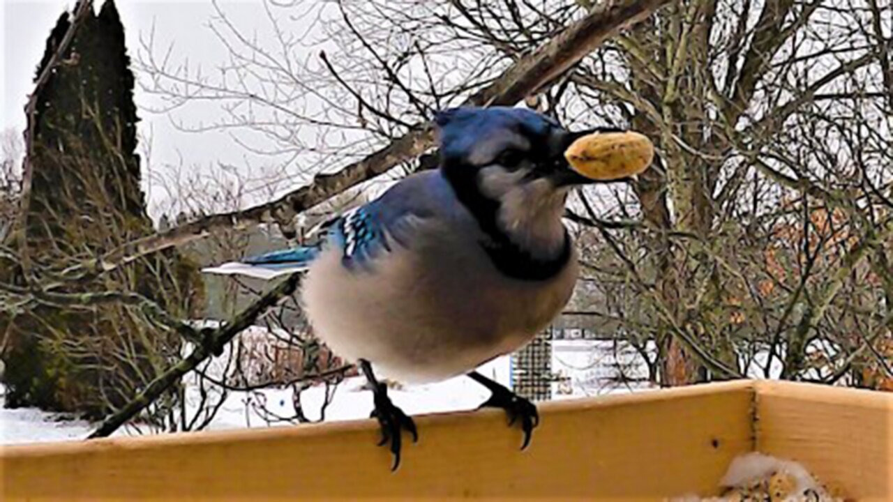 Brightly colored blue jay is extremely picky about his peanuts