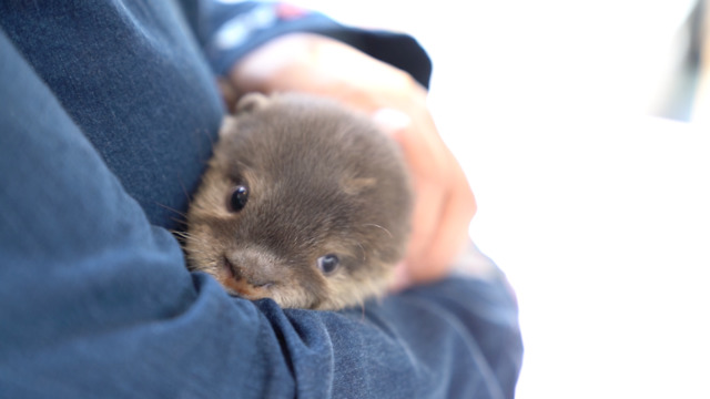 Curious Animal Cafe Where You Can Pet Otters, Chinchillas And Hedgehogs