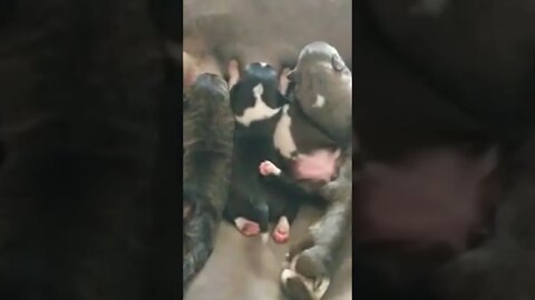 Pitty Puppy Tails! The Pack Start!