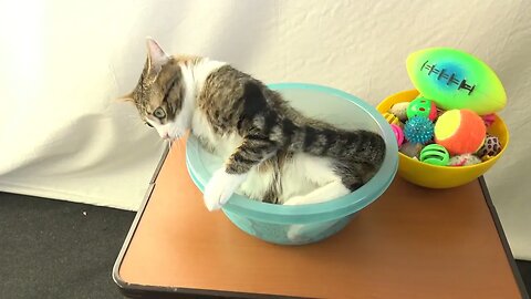 The Cat Basin Is No Longer Fun