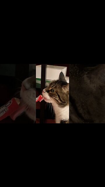 Cats EnjoyingTreats thanks to a Super Chat from @chummbucket22