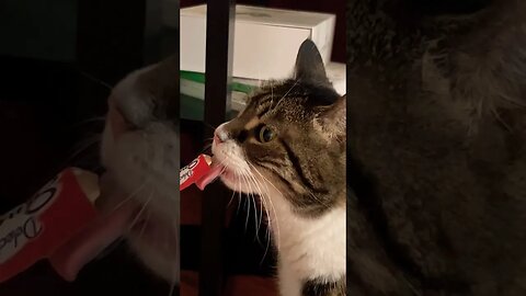 Cats EnjoyingTreats thanks to a Super Chat from @chummbucket22
