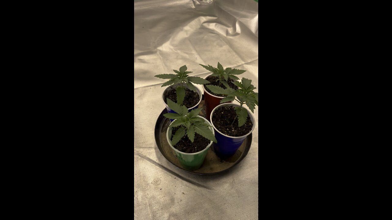 Migro aray8 square 1 genetics update