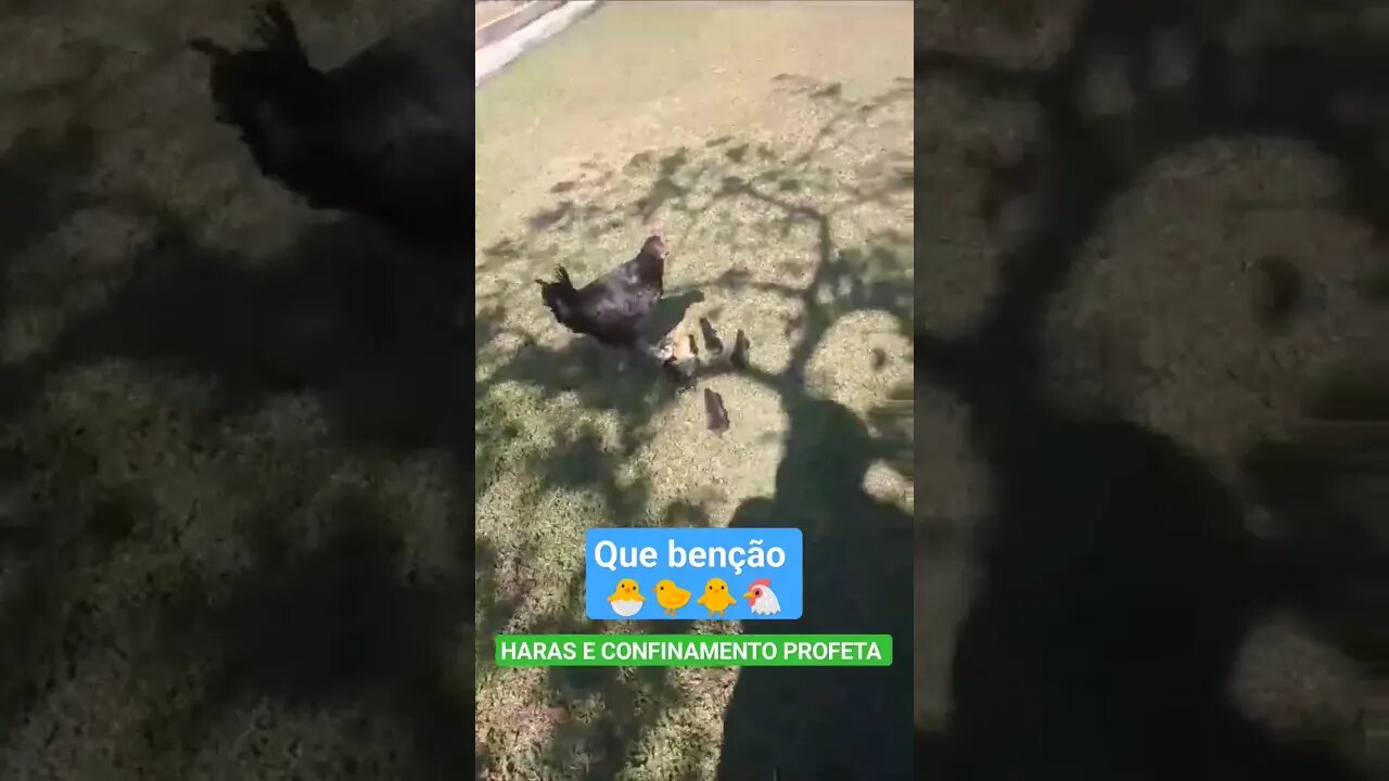 Muita alegria, na fazenda. Galinha e seus filhotes. #shorts