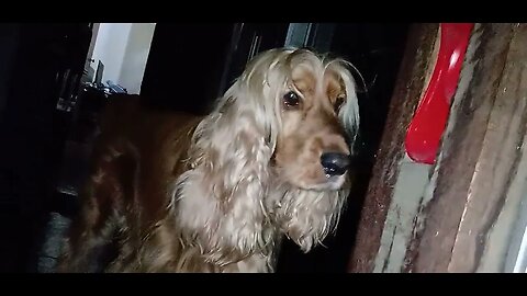 #dogshow , #animals , #dogs