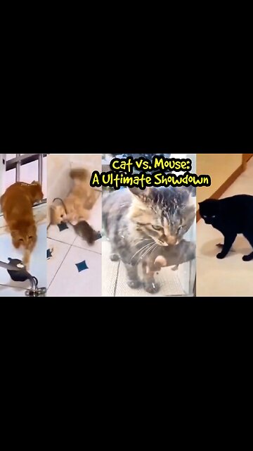 Cat vs. Mouse: A Ultimate Showdown