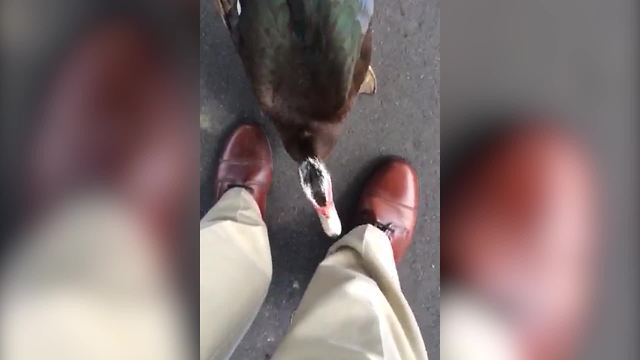 A Duck Tries To Make Friends With A Man