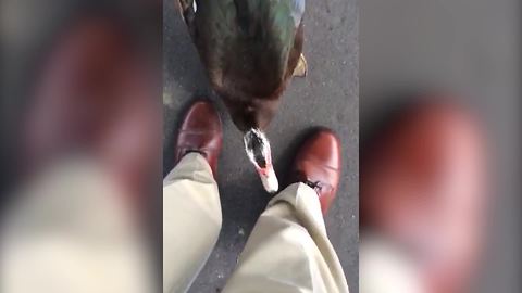 A Duck Tries To Make Friends With A Man