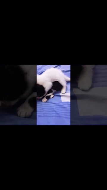 Cute Kitten's Video Compilation #persian #white #kittensounds
