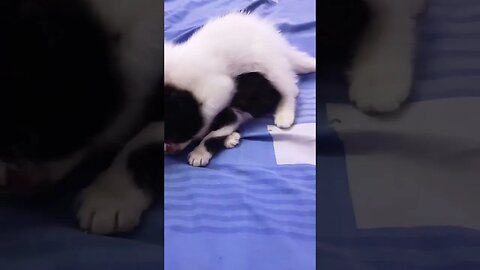 Cute Kitten's Video Compilation #persian #white #kittensounds