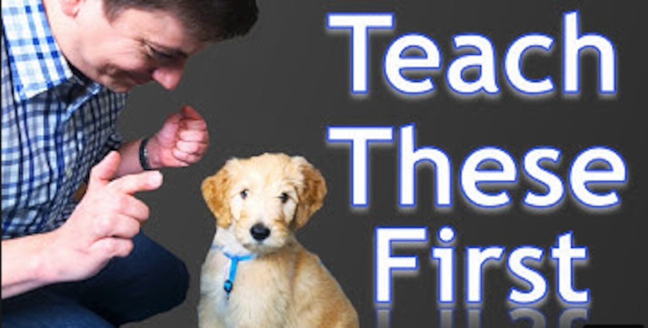 3 Easy Things to Teach your NEW PUPPY!