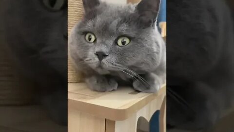 CAT VIDEO