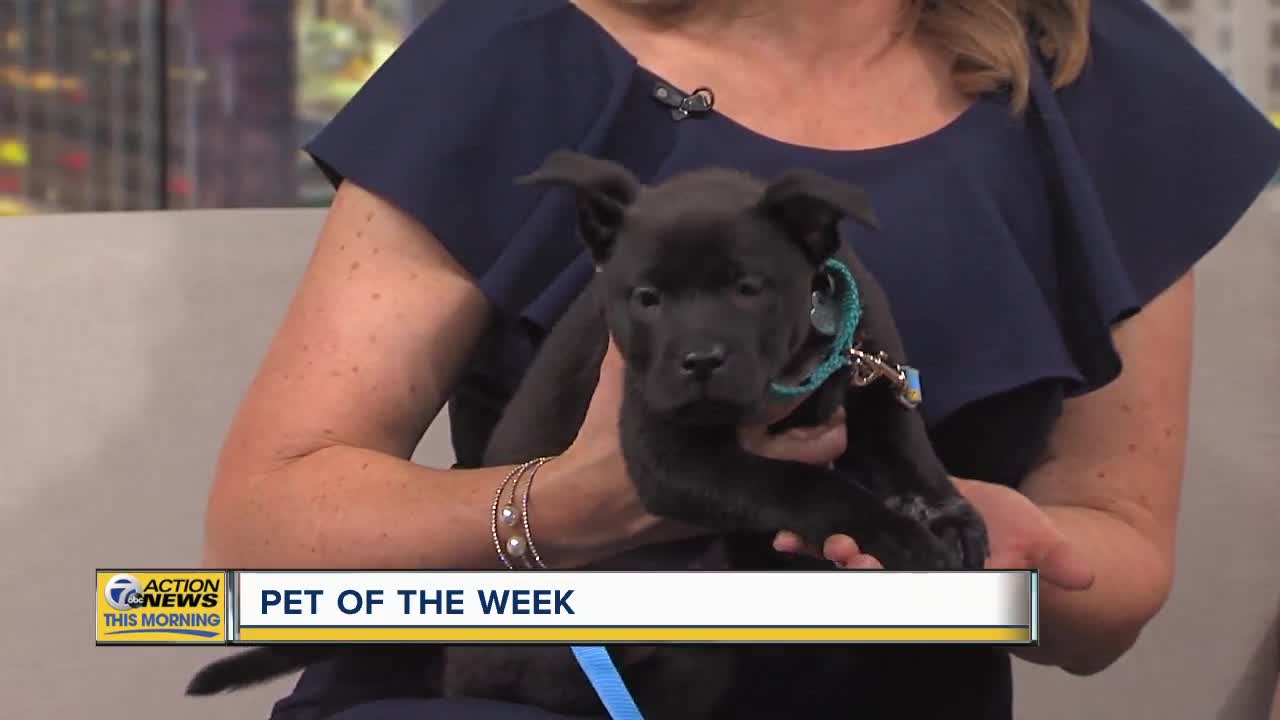 Pet of the Week - Cherry