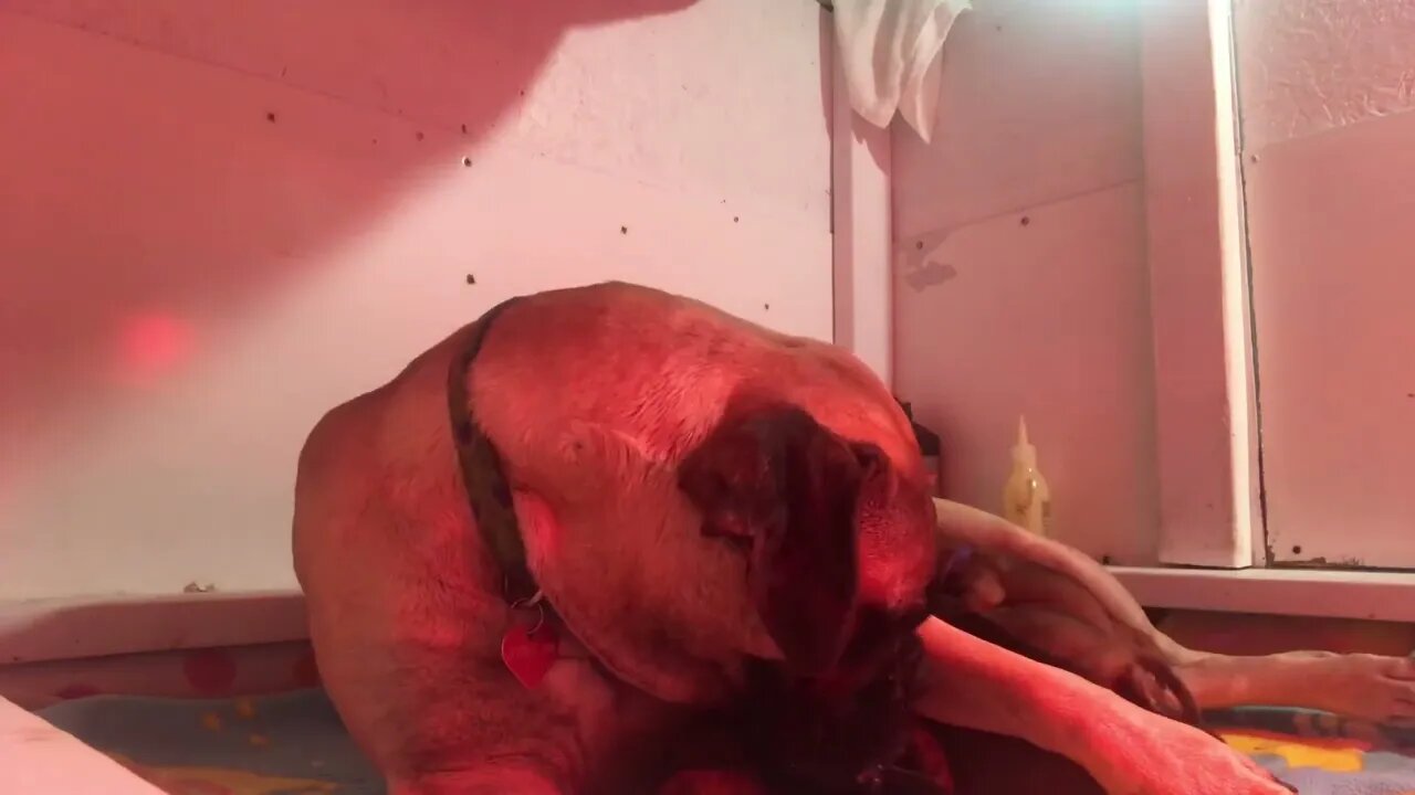 LonelyCreek Tuffy babies almost wk old 11-27-22