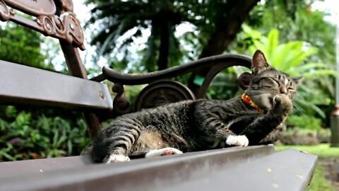 Meow cats