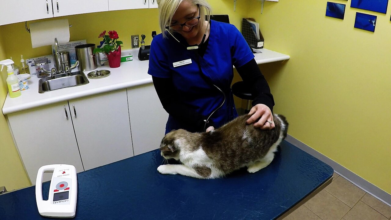 Rescued Cat Has The Most Adorable Vet Exam Ever