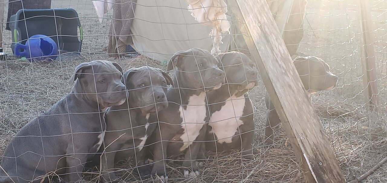 American Bully Puppy MsuBullyFarm Aliendawgs Bloodline 97924oo744