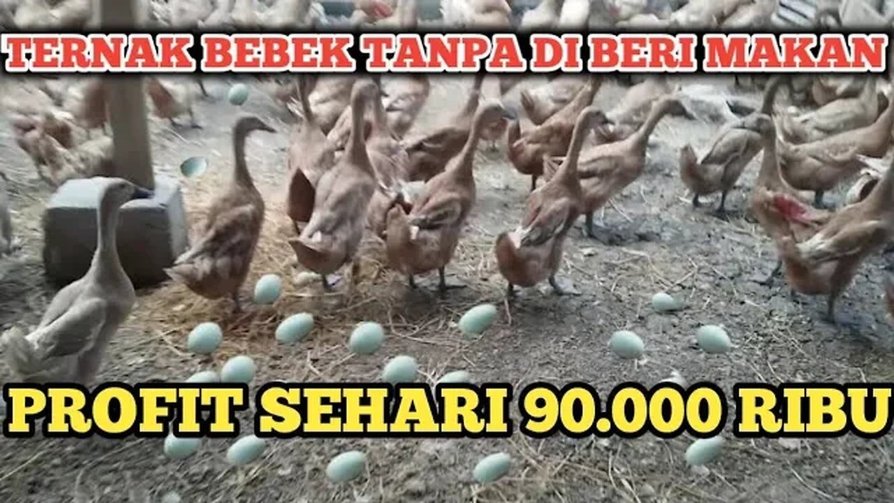 TERNAK BEBEK DENGAN PAKAN GRATIS SELAMANYA