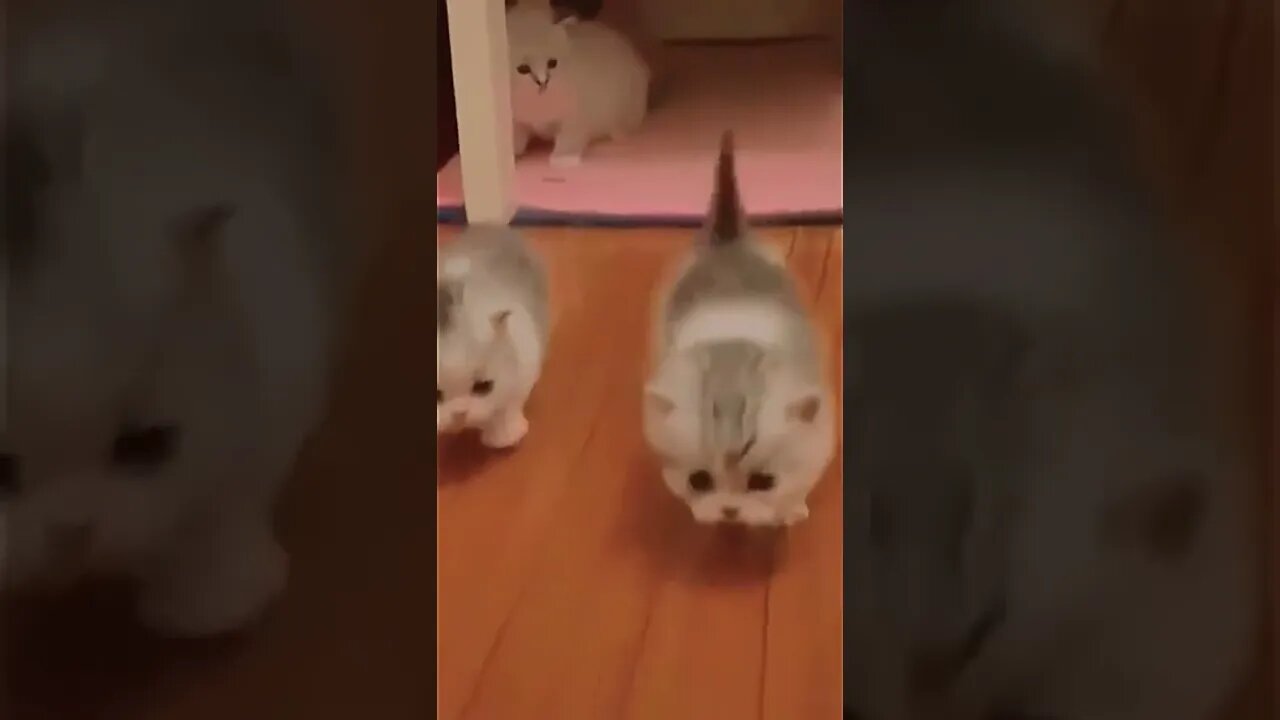 hello cat🐈