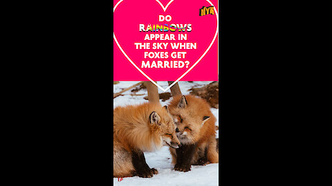Do rainbows appear in the sky when foxes get married? *