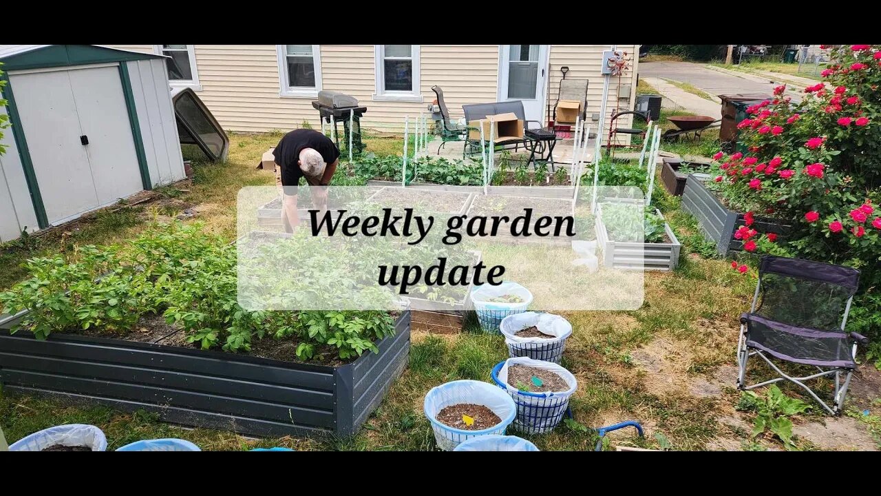 weekly garden update