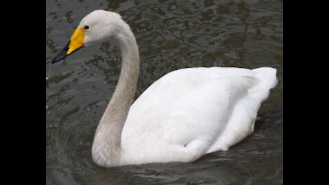 Whooper Swan and Dukes Gardens Captive Waterfowl