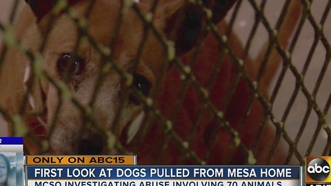 Animals in quarantine after found living in Mesa home