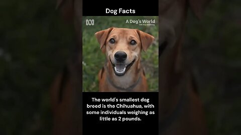 Dog Facts #shorts #youtubeshorts #dog #facts