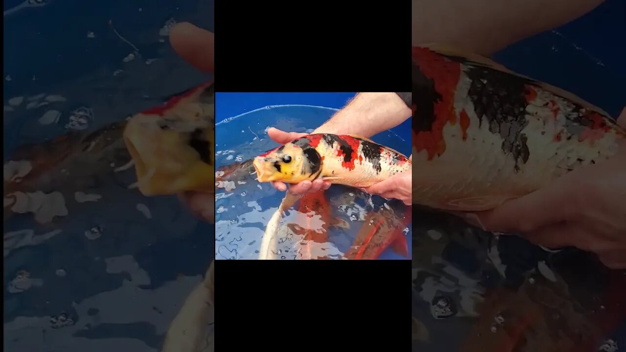 Beautiful Japanese koi fish #shorts #koi