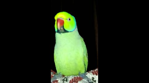 Mashallah parrot talking