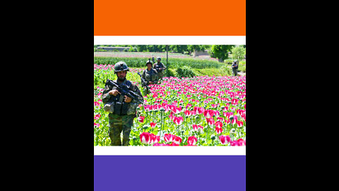 The Taliban Bans Poppy Cultivation