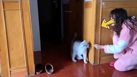 funny cat videos