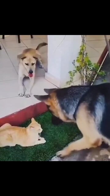 Cat attacks on Dog
