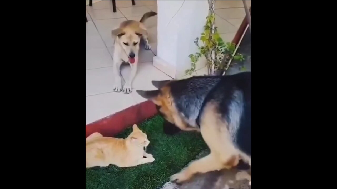 Cat attacks on Dog