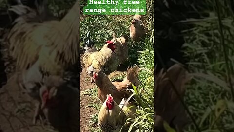 Healthy free range chickens