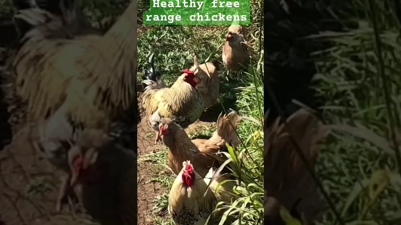 Healthy free range chickens