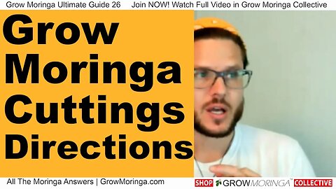 Moringa Cuttings Sell! Make Money Fulfilling Orders as A Member | Don't Let Your Moringa Go To Waste