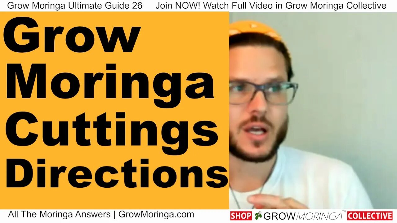 Moringa Cuttings Sell! Make Money Fulfilling Orders as A Member | Don't Let Your Moringa Go To Waste