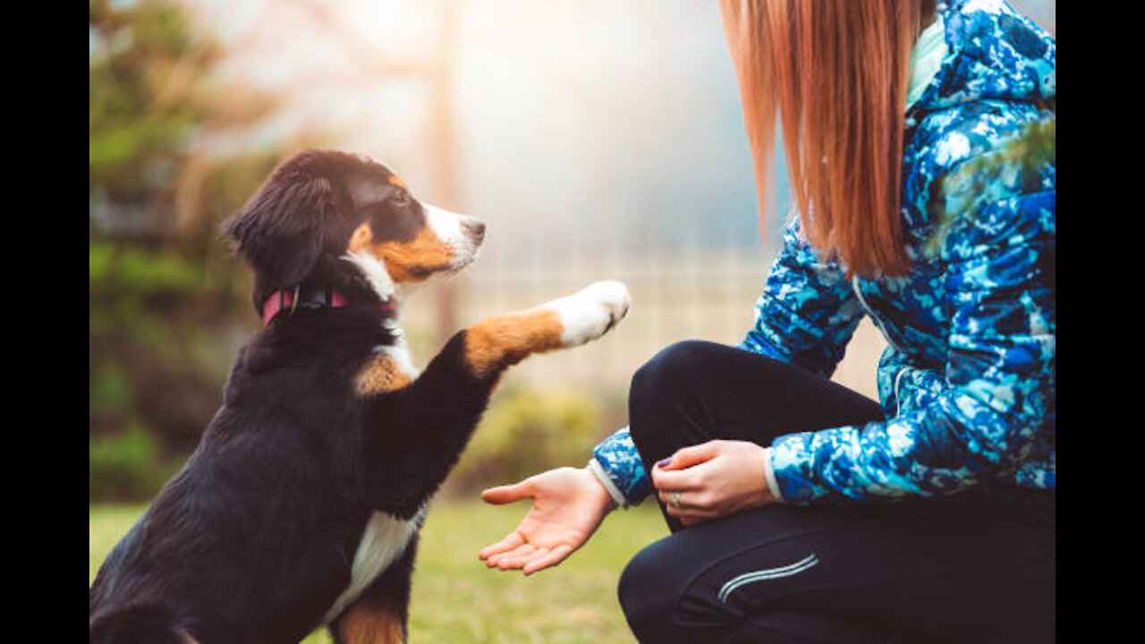 how this dog decides to walk with its owner. So funny yet so weird!