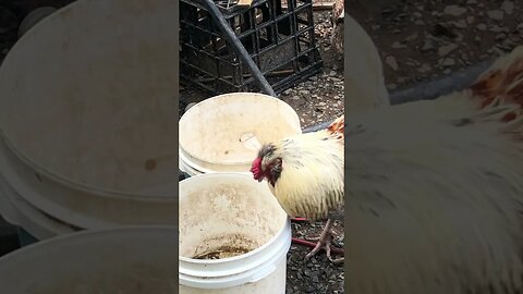 Beautiful rooster and cute baby birds chirping