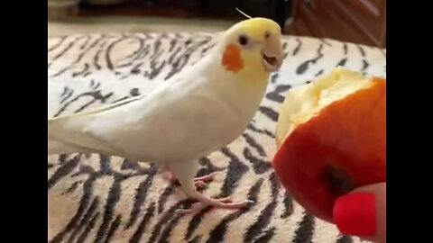 The parrot asks for food Lic